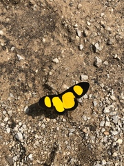 Cyllopoda jatropharia