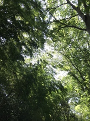 Phyllostachys edulis