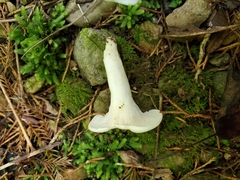 Cuphophyllus angustifolius