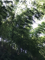 Phyllostachys edulis