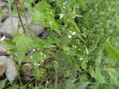 Galium mexicanum