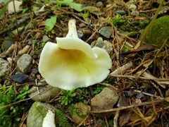 Cuphophyllus angustifolius