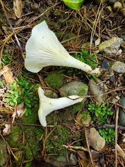 Cuphophyllus angustifolius