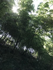 Phyllostachys edulis