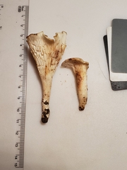 Cuphophyllus angustifolius