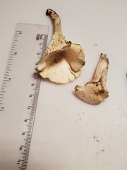 Cuphophyllus angustifolius