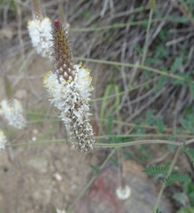 Dalea albiflora