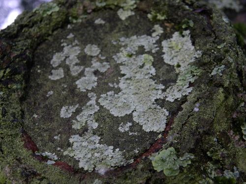 Physcia krogiae