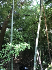 Phyllostachys edulis