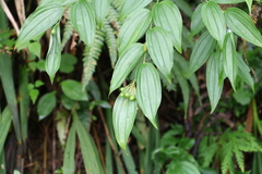 Disporum kawakamii