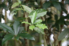 Itea parviflora