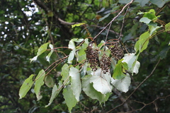 Idesia polycarpa