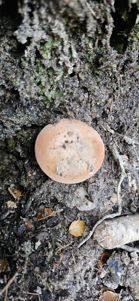 Lactifluus aurantioruber · April 2025 · photo: © shane212 (iNaturalist, cc0)