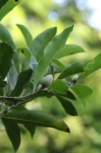 Hong Kong Magnolia (Magnolia championii)