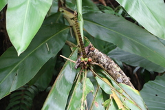 Alpinia sessiliflora