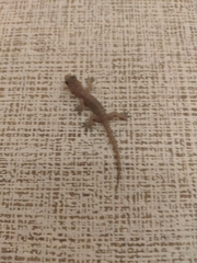 Hemidactylus bowringii