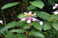 Hydrangea aspera