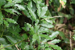 Cinnamomum philippinense