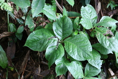 Chloranthus oldhamii