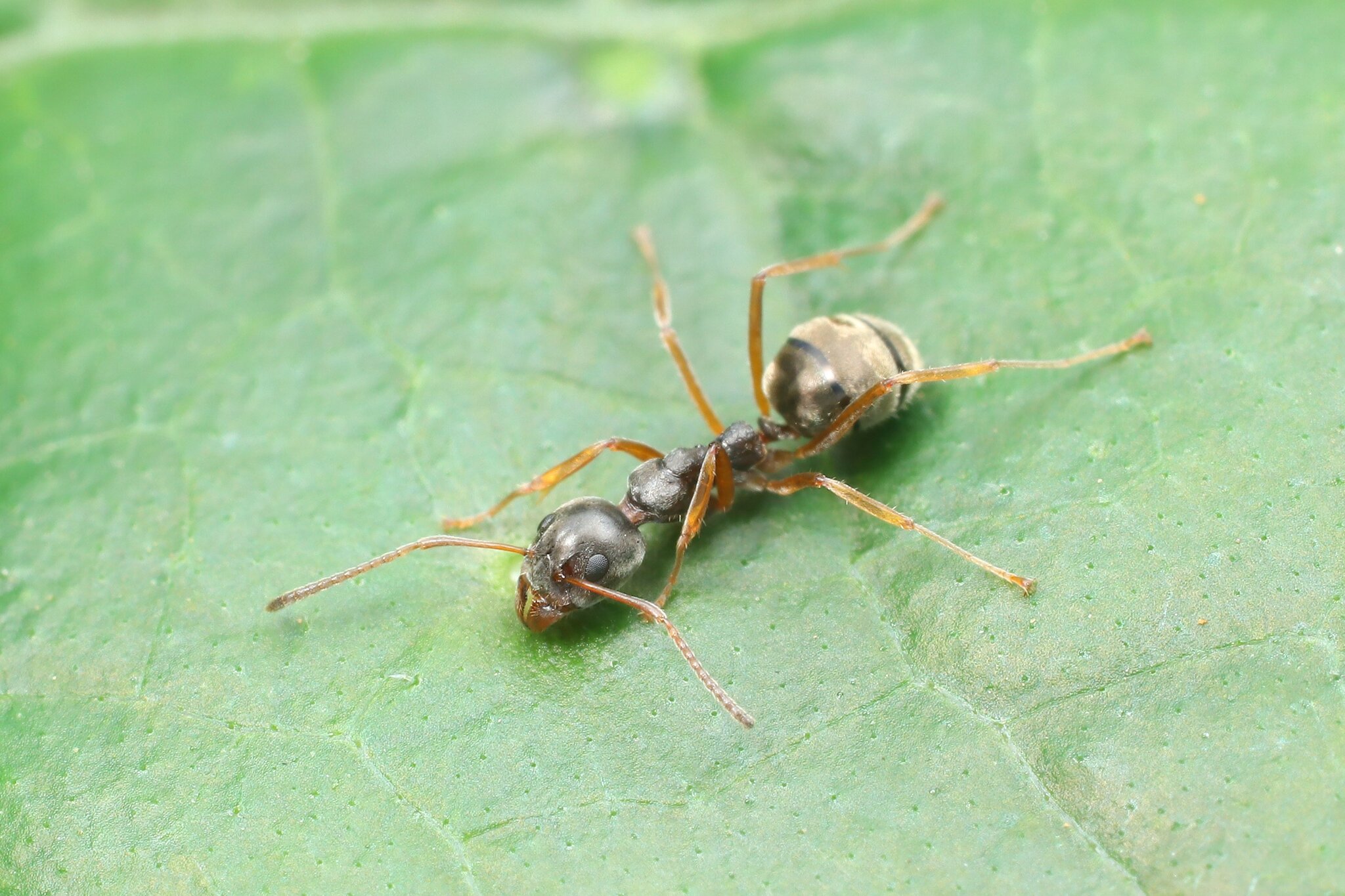 Dolichoderus moggridgei