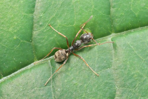 莫氏臭蚁Dolichoderus moggridgei