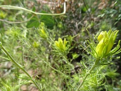 Cordylanthus wrightii