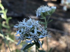 Sericocarpus oregonensis