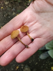 Tubariaceae