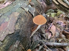 Tubariaceae