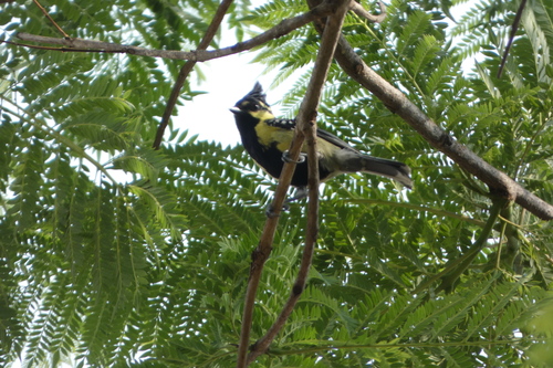 Indian Black-lored Tit (Machlolophus aplonotus), photo 7