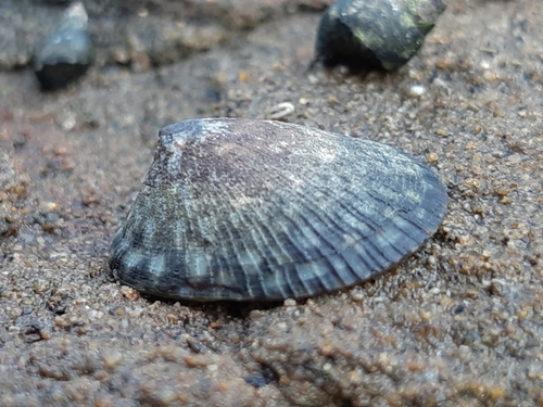 Mask Limpet
