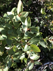 Quercus vacciniifolia