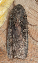 Actebia fennica