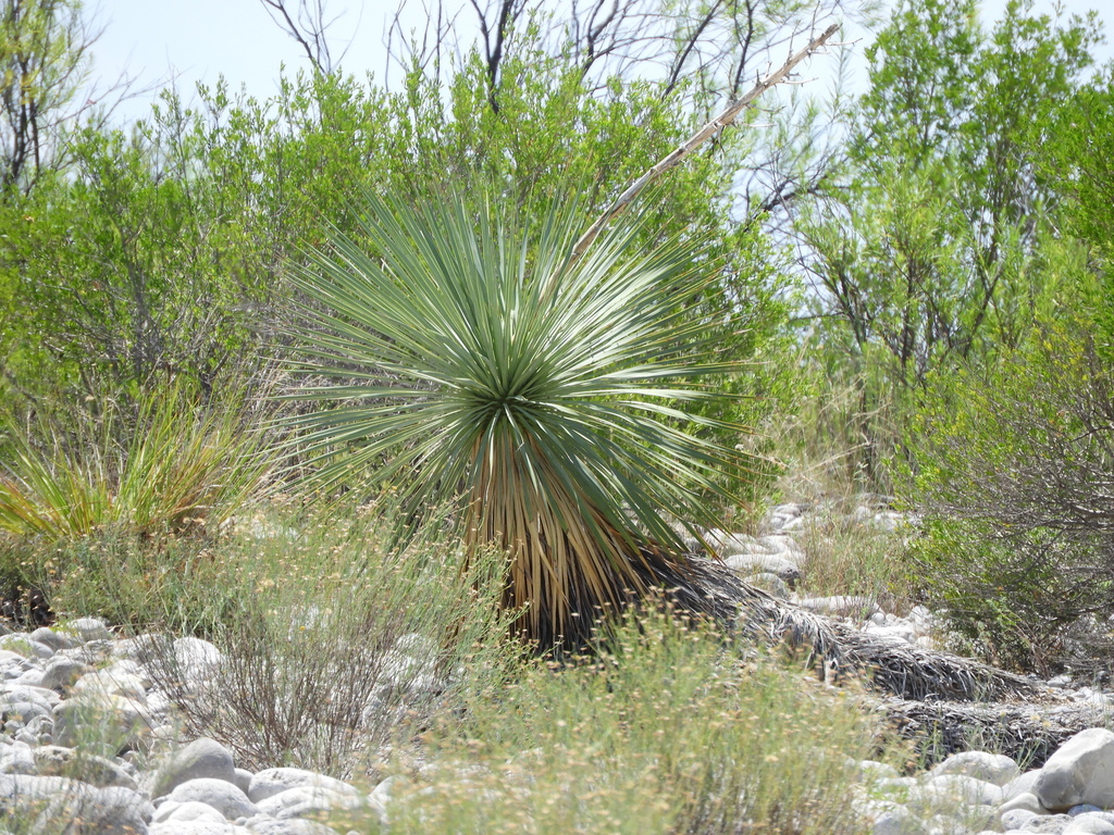 Yucca rostrata, Zaragoza, Coah., México