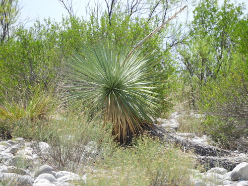 Image of Yucca rostrata by (c) Leticia Jiménez Hernández, some rights reserved (CC BY-SA)