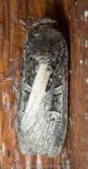Actebia fennica