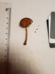 Tubariaceae