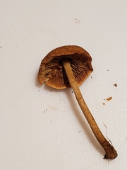 Tubariaceae