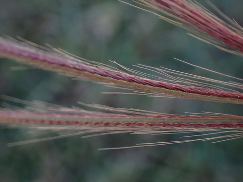 Spider Web Chloris
