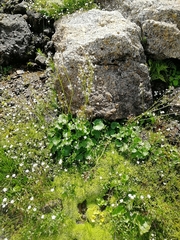 Micranthes nelsoniana aestivalis