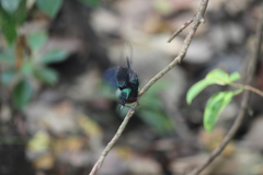 Leptocoma calcostetha