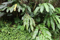 Alpinia sessiliflora