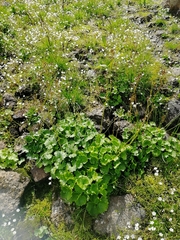 Micranthes nelsoniana aestivalis