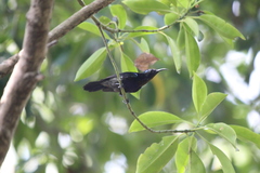 Leptocoma calcostetha