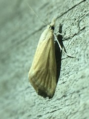 Microtheoris ophionalis