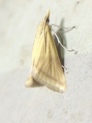 Microtheoris