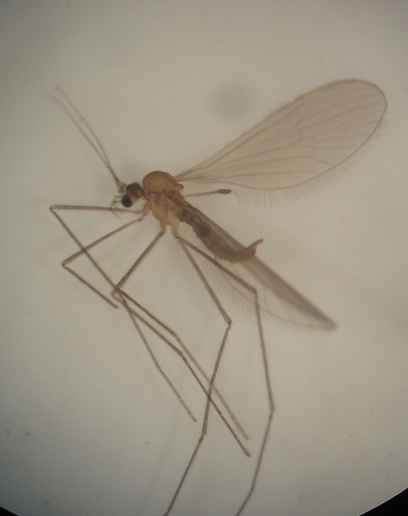 Asdura