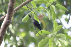 Leptocoma calcostetha