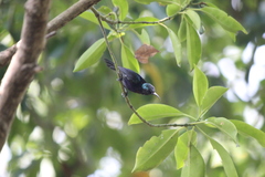 Leptocoma calcostetha