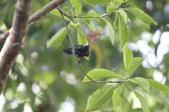 Leptocoma calcostetha
